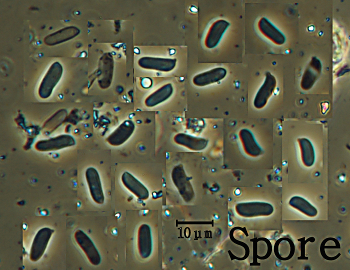 Sicuramente H. juniperi - foto 5852(Peniophora junipericola)